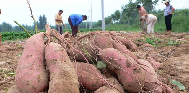 地瓜什么时候种植最佳？如何选择最佳的播种时间？