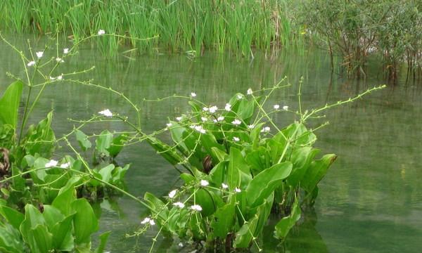 沉水植物有哪些品种？特点和种植技巧是什么？