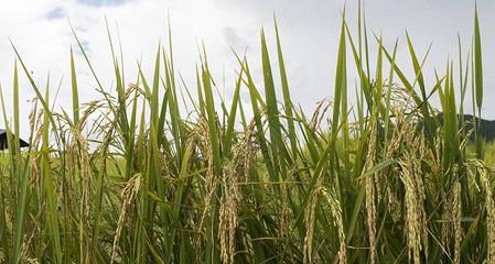 谷物种植需要哪些条件？有哪些注意事项？