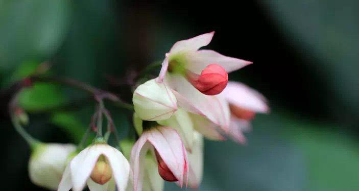 玉龙吐珠的花期及开花频率（一年开几次花？花期多长？如何打理？）