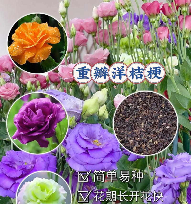 揭秘桔梗花的花期（探究桔梗花盛开的奥秘）