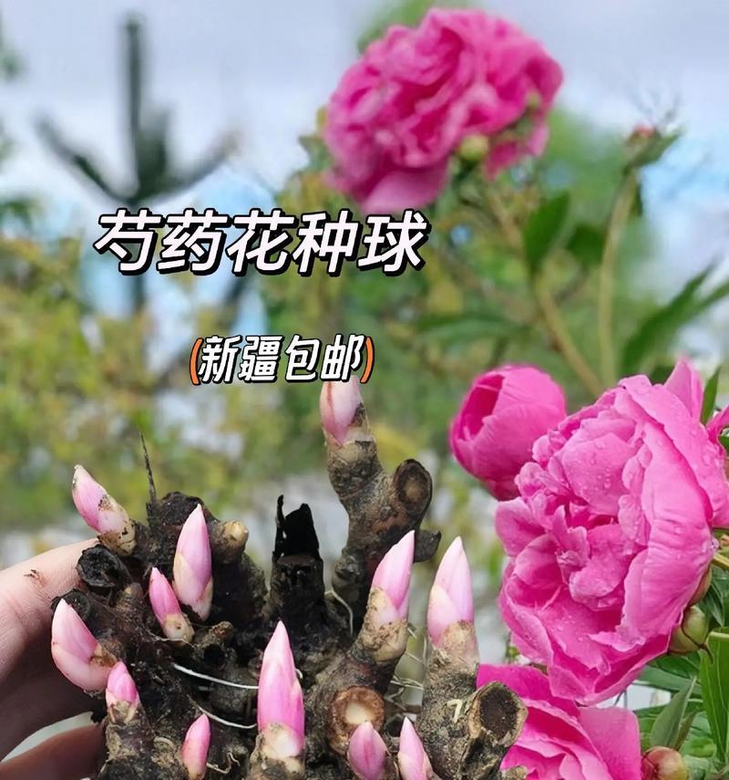 芍药开花时间与次数探究