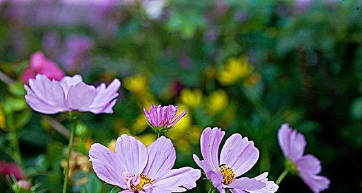 秋英开花时间与特点（探秋英开花规律，了解秋英花期、花形与花色）