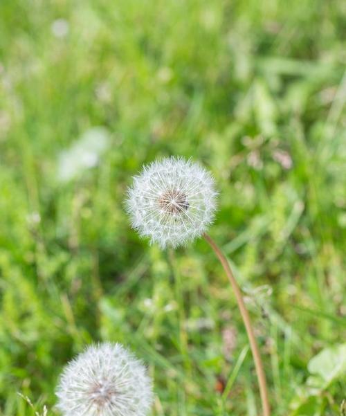 探秘蒲公英的生长环境（蒲公英根深叶茂，何处最宜？）