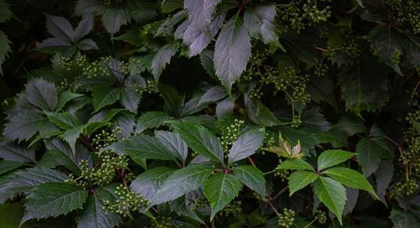 攀爬植物大全（探索攀爬植物的奇妙世界，认识多样化的攀援生物）