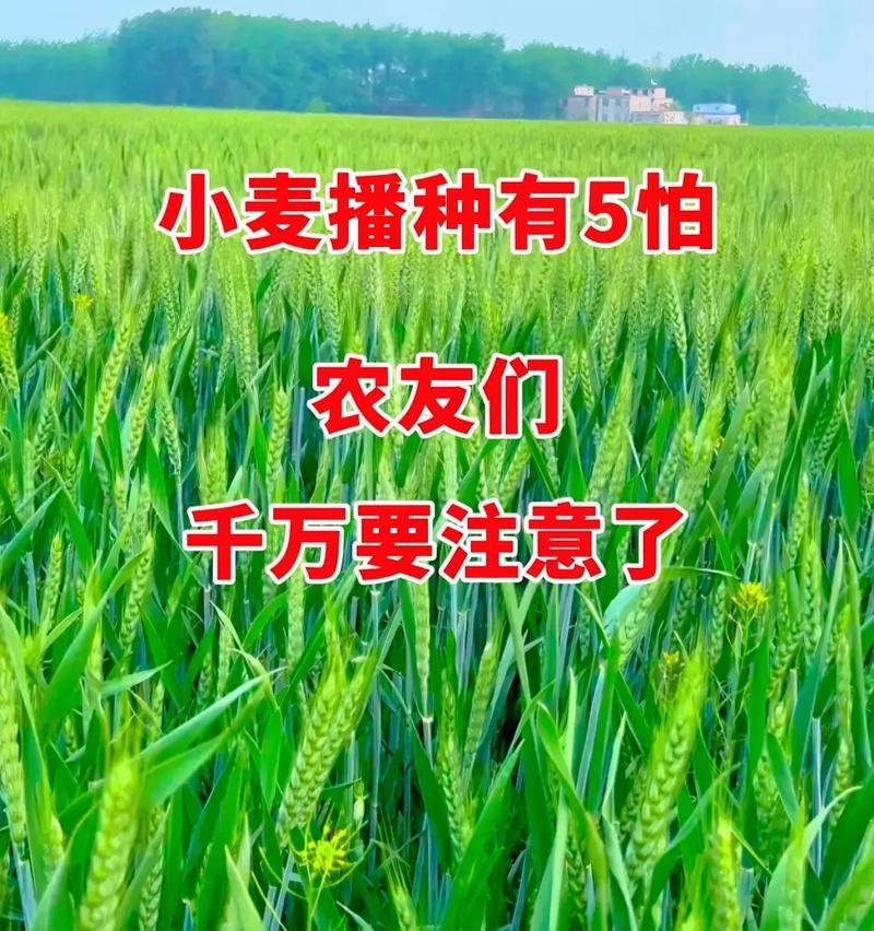 小麦生长的环境与地方条件（探寻小麦生长的秘密——从土壤到气候的解析）