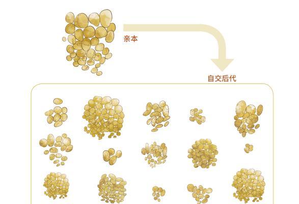 马铃薯块茎繁殖与种植方法（掌握这些方法，让你轻松种出高产的马铃薯！）