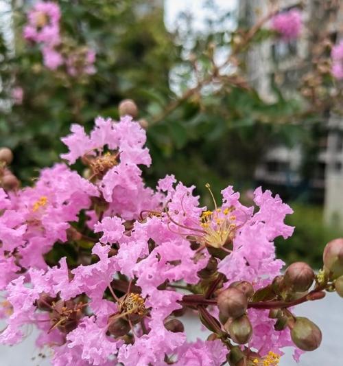 百日红开花时间与花期详解（一年四季花开不停，百日红花开大家看！）