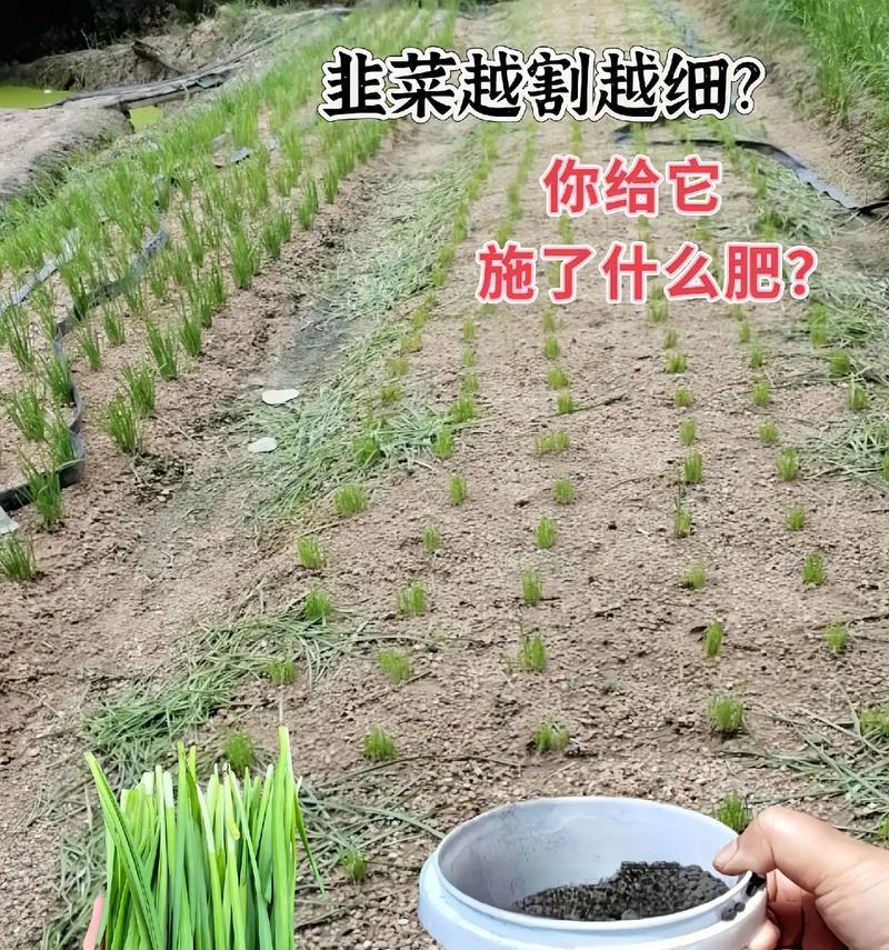 韭菜追肥，用什么肥料最好？