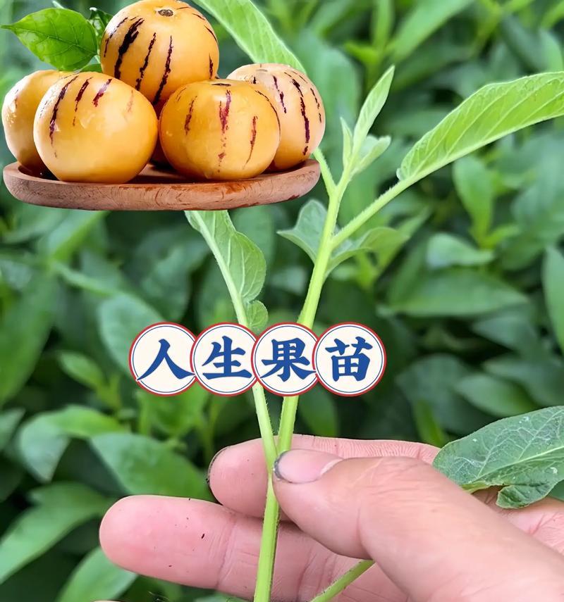 人参种植月份选择及技巧（为什么要选择适合的种植月份？人参种植技巧分享）