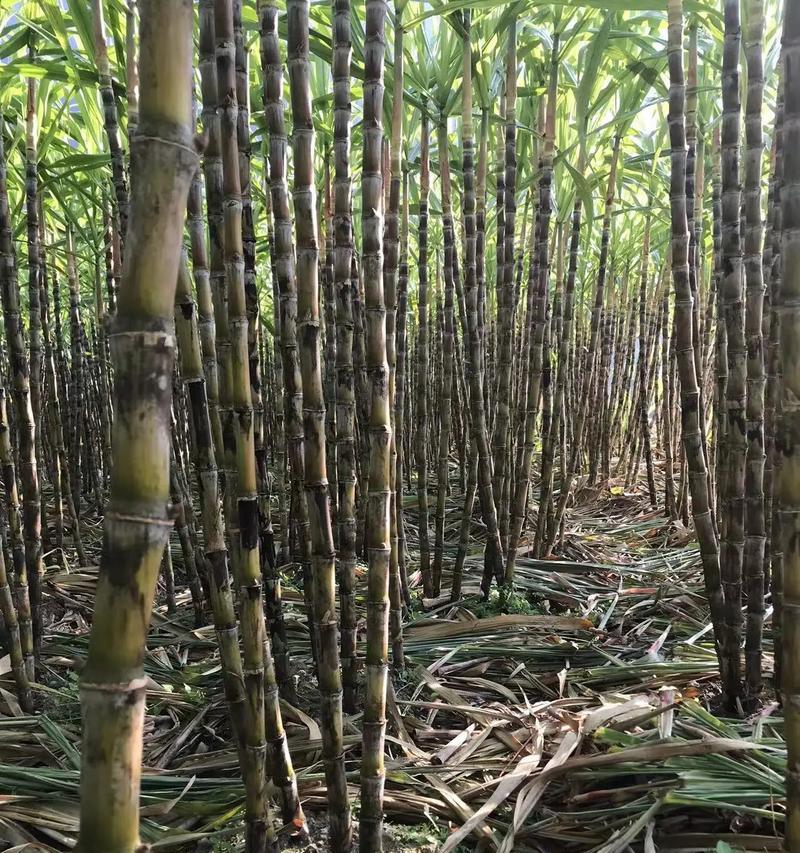 甘蔗种植条件的环境要求（适合种植的地方有哪些？）