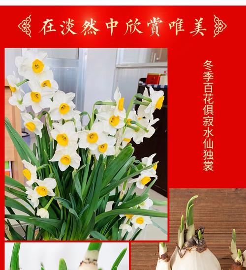 水培水仙花的全面养护指南（打造居家美景，一步步学习水培水仙花的养护技巧）