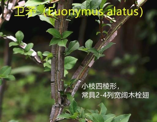 卫矛冬天落叶的原因与处理方法（卫矛植物、落叶、养护、美化）