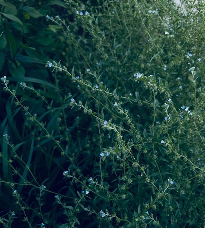 草原上的植物（草原上植物的种类和生态特点）