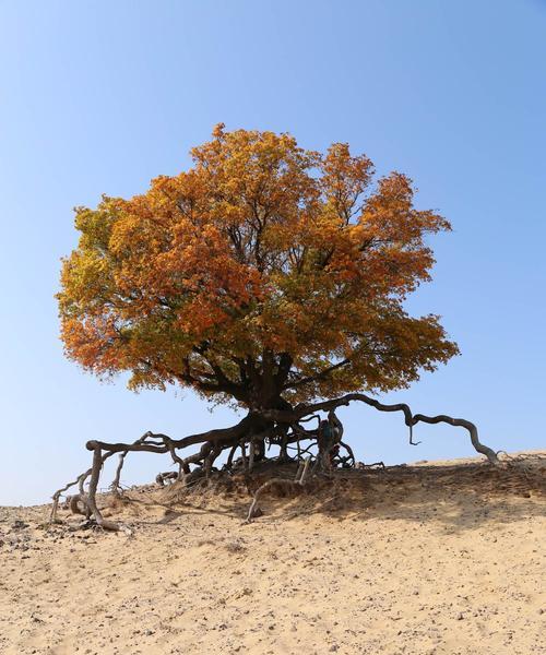 松树根系的形态特征（探秘松树根系结构，了解松树的生长环境）