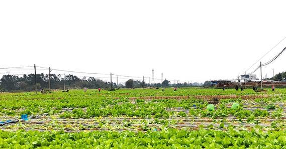 芥菜种植技巧全解析（生长周期、种植次数、采收方法一网打尽）