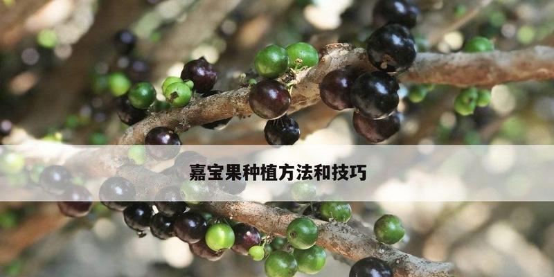 嘉宝果的种植环境与技巧（掌握嘉宝果的生长条件，让果园收益倍增）