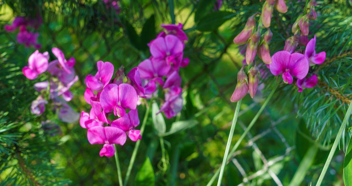 如何让丁香花安全度过寒冬？（丁香花养护技巧和注意事项）