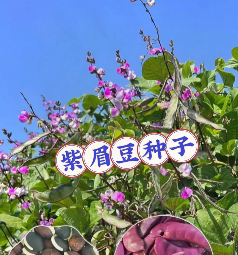 红眉豆种植的最佳月份（种植红眉豆，这些注意事项一定要知道！）