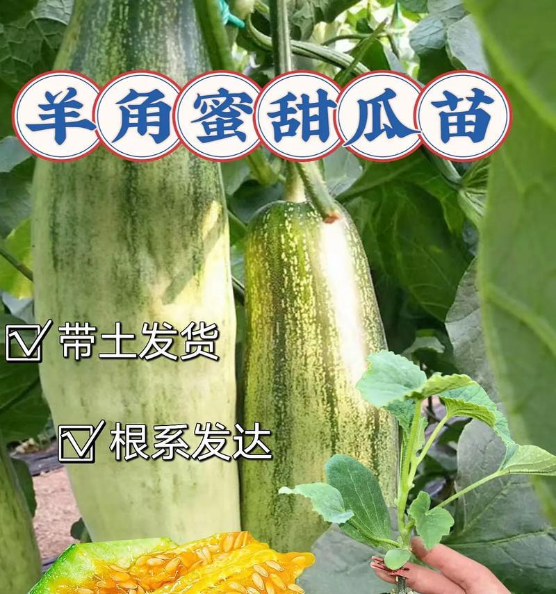 羊角蜜种植全攻略（适合几月份种植、种植技巧、收获时间，让你轻松拥有甜美的果实）