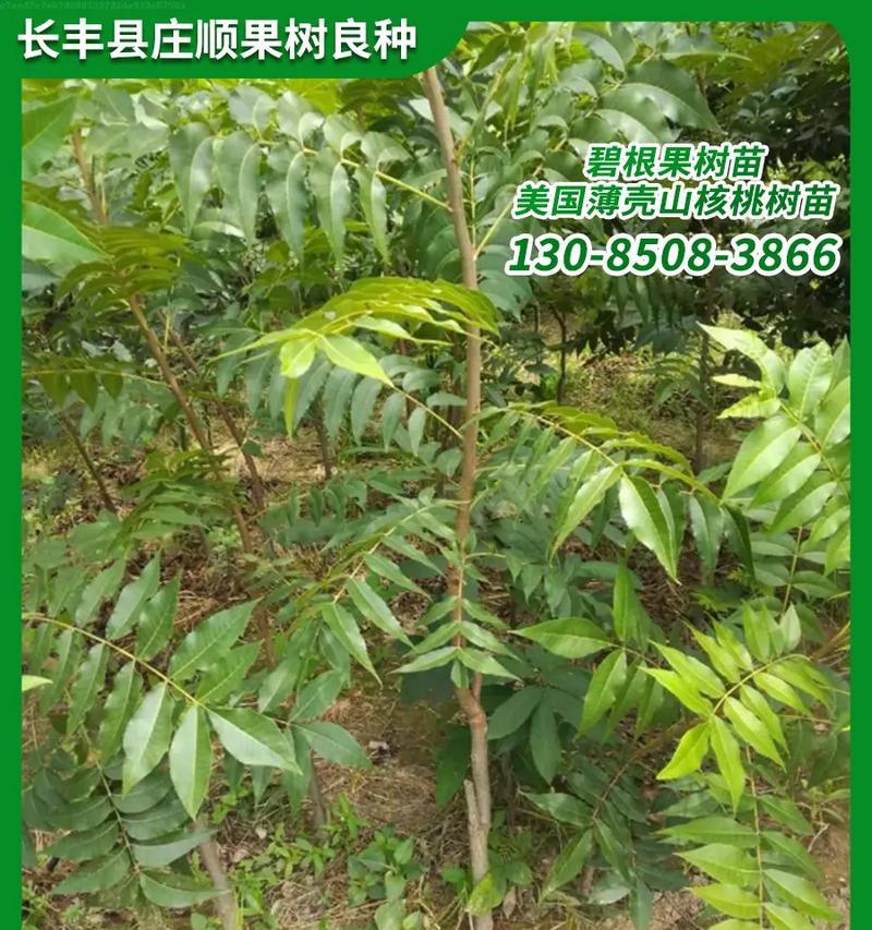 碧根果树能否结果？（探究碧根果树的生长特点和结果情况）