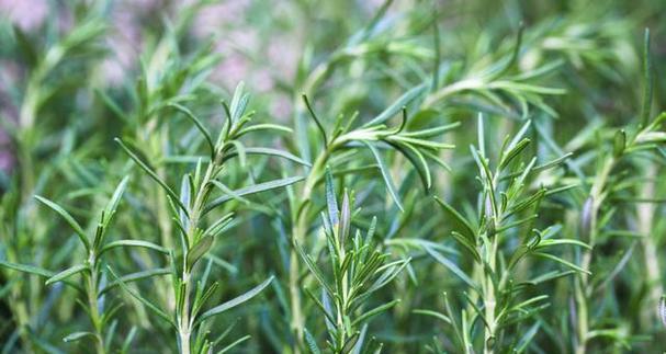 迷迭香的种植与栽培（时间、方法、关键技巧）