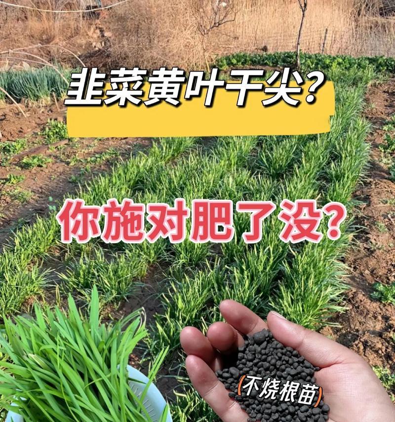 韭菜叶子卷曲的原因及解决方法（专家指导，让您的韭菜叶子更加健康）