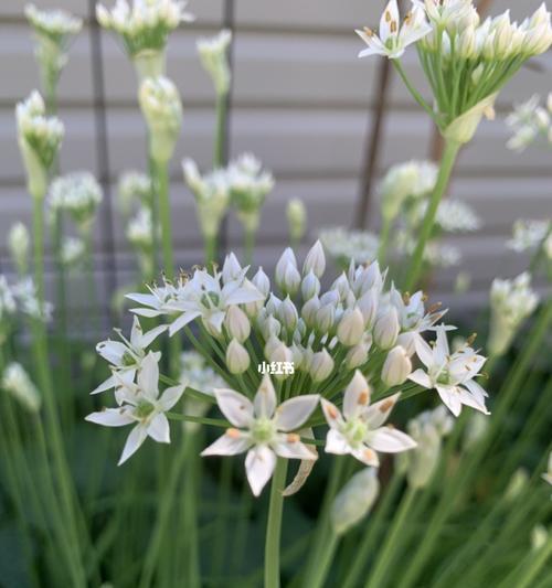 揭秘韭菜开花的神秘面纱（韭菜开花的外形、花期、花语等全面解析）