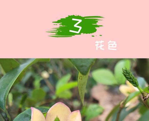 如何在院子里种植含笑花（品味自然之美，打造院子花园）