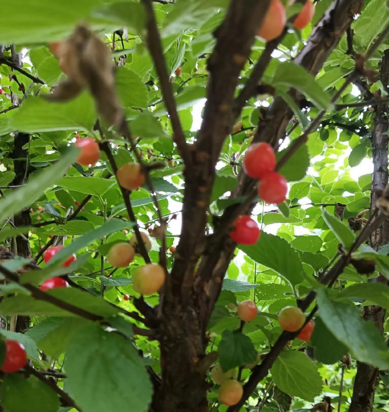 露天樱桃的成熟时机（详解露天樱桃的成熟季节及采摘技巧）