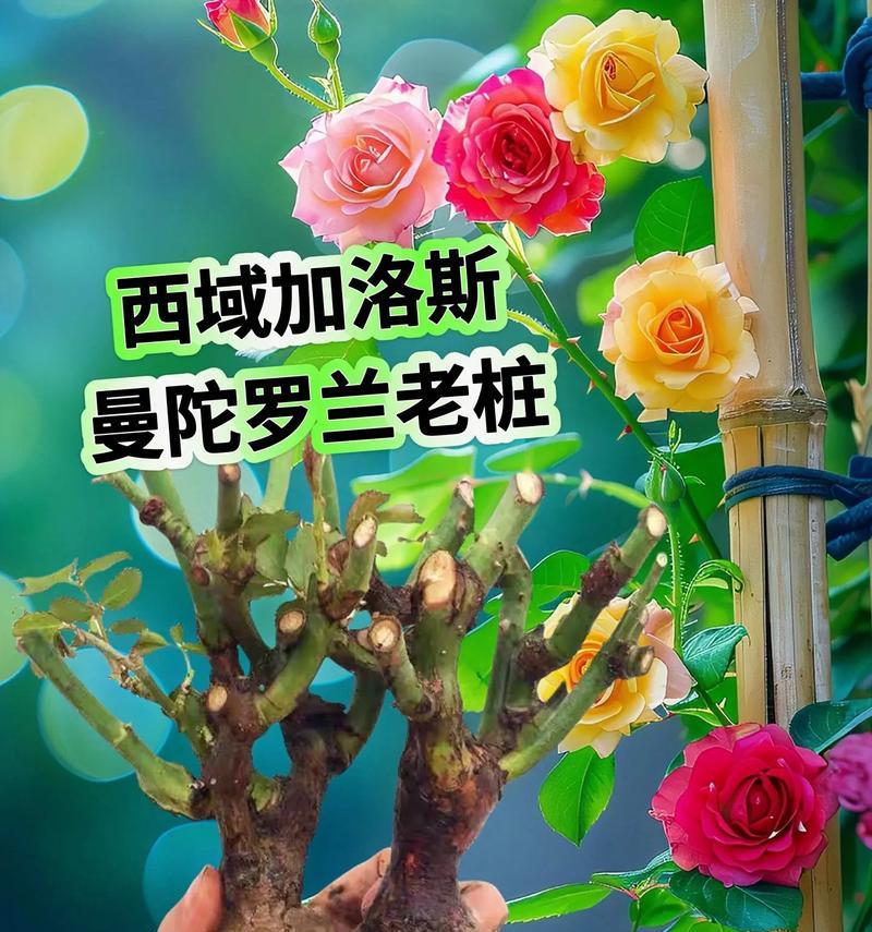 玫瑰花的花语（探寻玫瑰花的含义与象征）