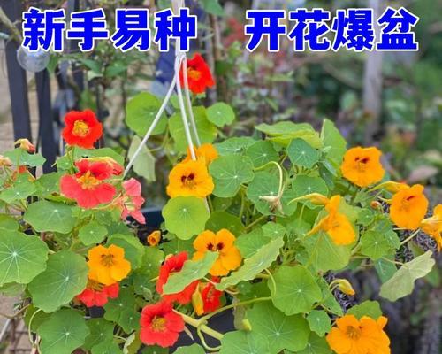 旱金莲是多年生植物吗？（探究旱金莲的生命周期和特点）