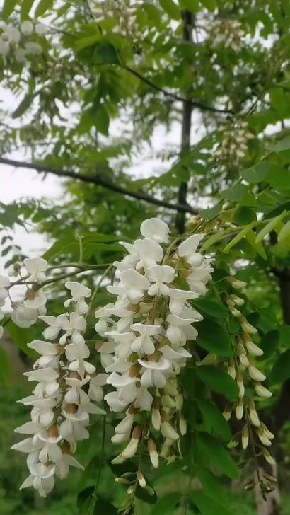 槐树的特点与生态功能（探究槐树的形态结构、生长习性以及生态环境保育）