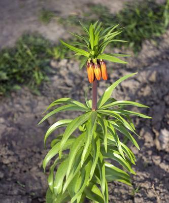 认识川贝，一种珍贵的草本植物（了解川贝的生长环境、营养成分、药用价值及使用方法）