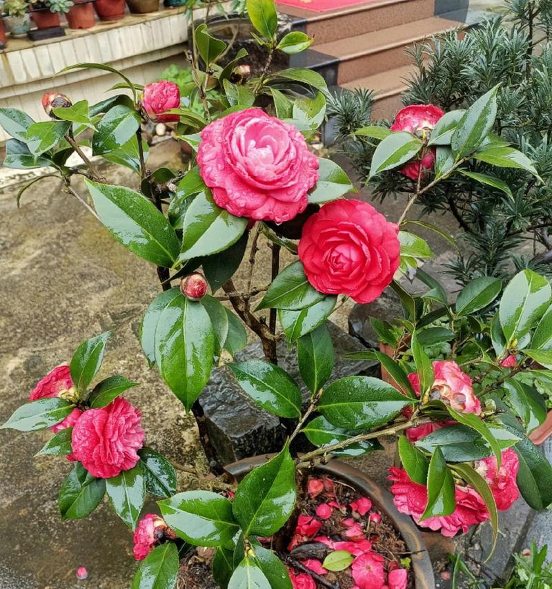 茶花冬季浇水技巧（冬天如何科学浇水，让茶花健康过冬）