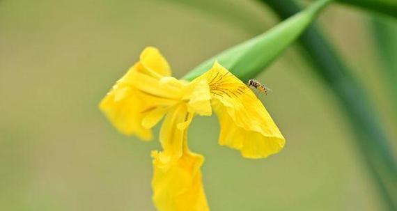 黄菖蒲的室内种植（为家居增添光彩的绿色植物）