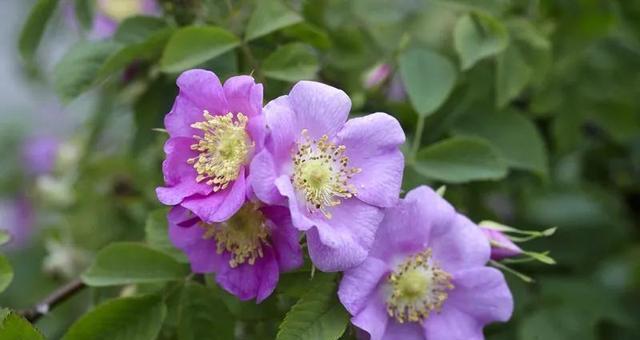 玫瑰花的生长环境及特点（探究玫瑰花的生长环境和特点，助力爱好者更好的栽培和欣赏）