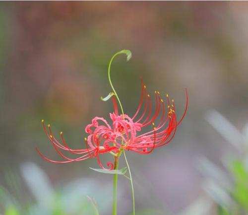 探寻彼岸花的花语和寓意（揭开彼岸花背后的神秘面纱）