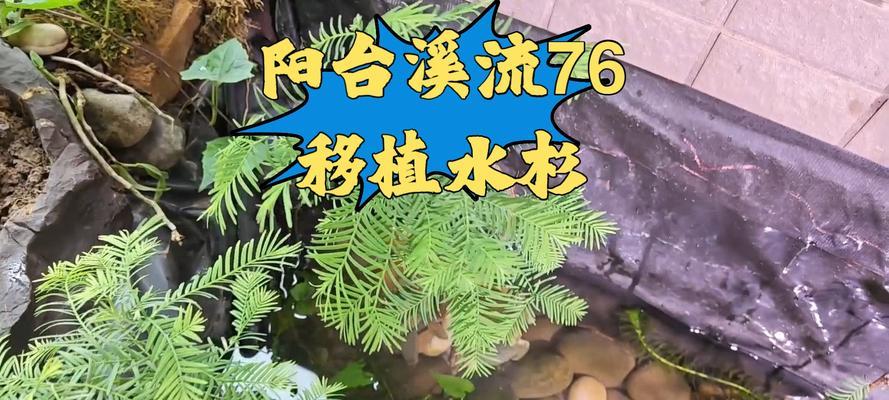 水杉，蕨类植物中的瑰宝（探秘水杉的生态特征与独特之处）