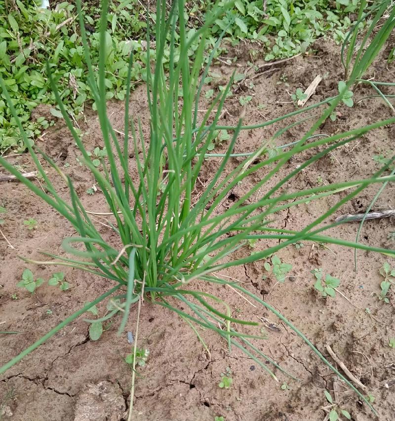 小葱的种植月份与技巧（春季种植小葱，收获丰盈）