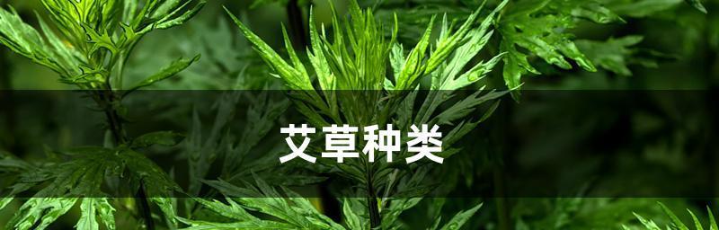 探秘艾蒿植物的奥秘（艾蒿的分类、形态特征、生长环境及药用价值）