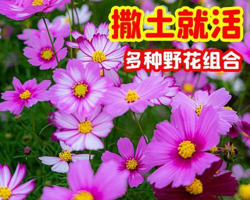 格桑花的四季美（探秘格桑花开放的奥秘，感受四季的美丽）