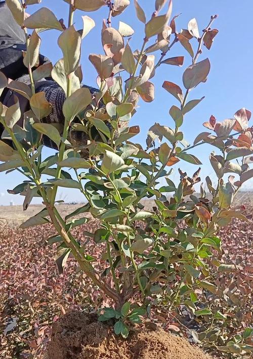 蓝莓种植最佳时间（选择适合的时机，开启丰收之路）