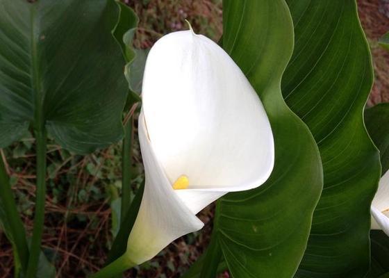 白掌冬天开花的秘密（从萌芽到绽放，探秘白掌冬的花语）