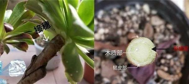 多肉叶子烂了怎么办？教你如何救活它们！（多肉植物叶子烂掉的原因和应对方法）