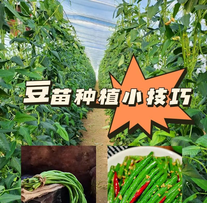 长豆角种植指南（几月份种植最合适，如何选择种子和土壤，肥料和浇水的注意事项等）