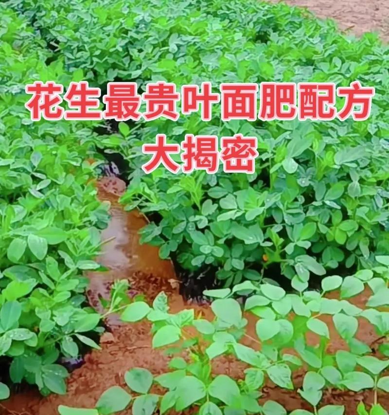 花生的肥料管理（优质肥料提高产量）