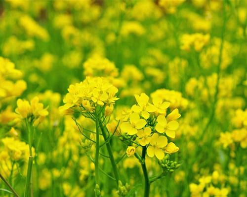 油菜籽的种植与管理（掌握种植时间，提高产量）