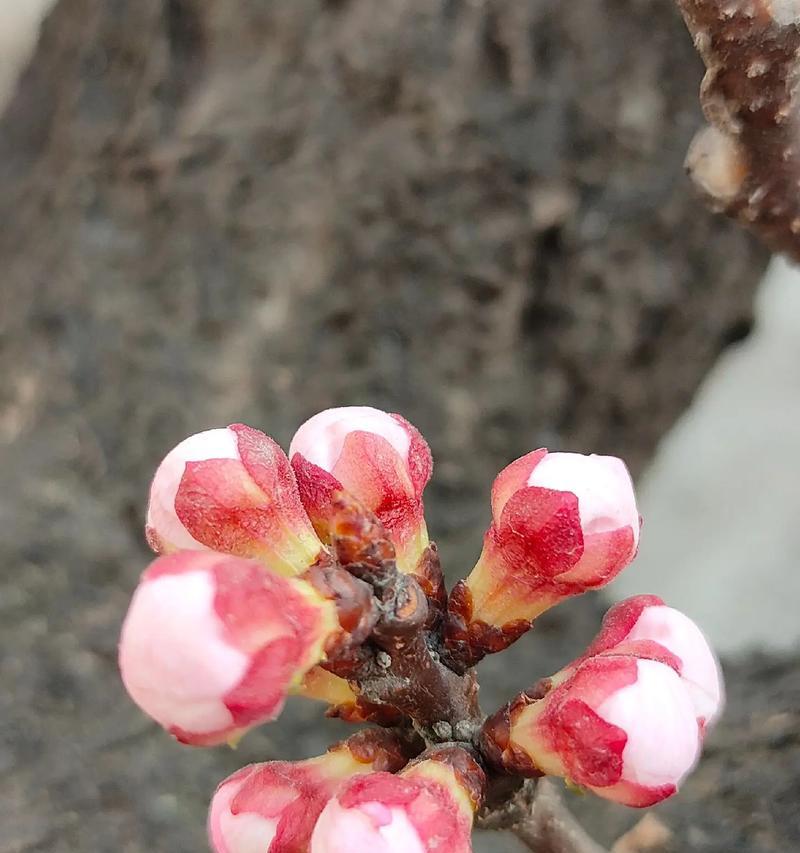 春天里的杏花（一场绚烂的盛宴）