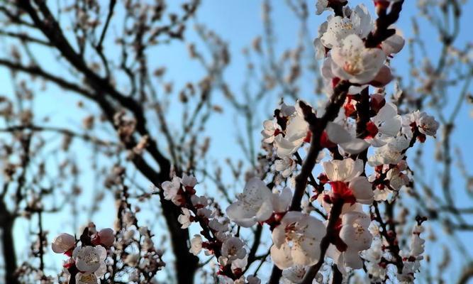 解密杏花的开花时间（探究杏花的花期、观赏技巧、文化意义）